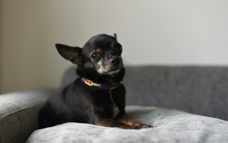 black small dog