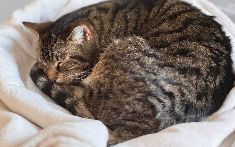 cat blanket