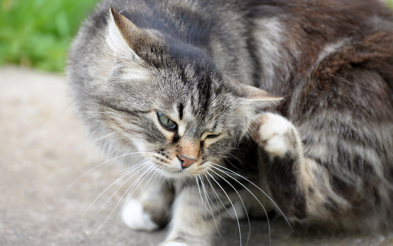 cat scratching