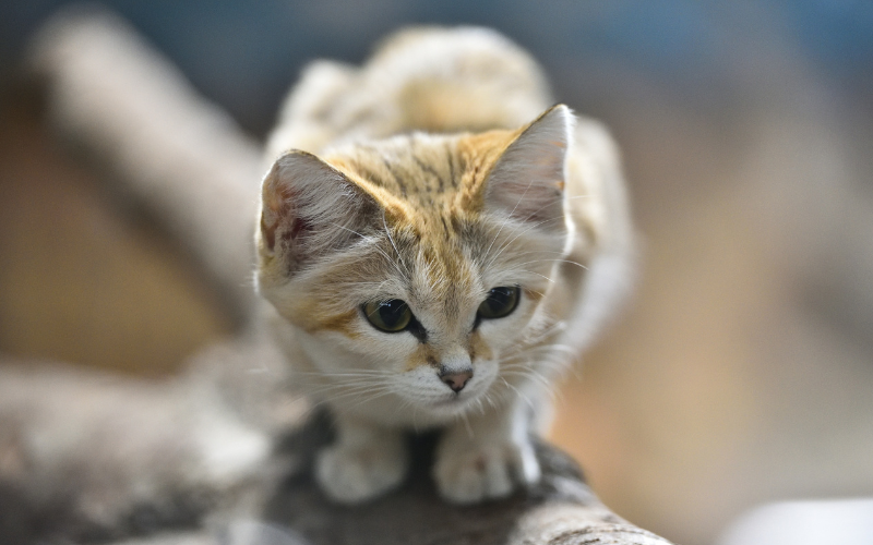 cat stalk ears
