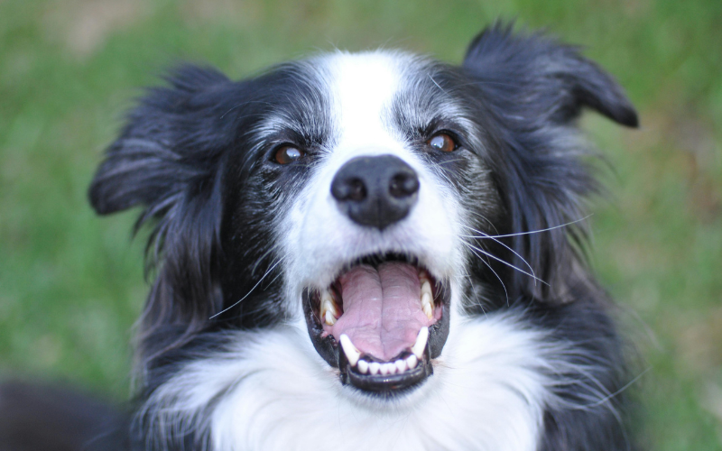 dog mouth happy