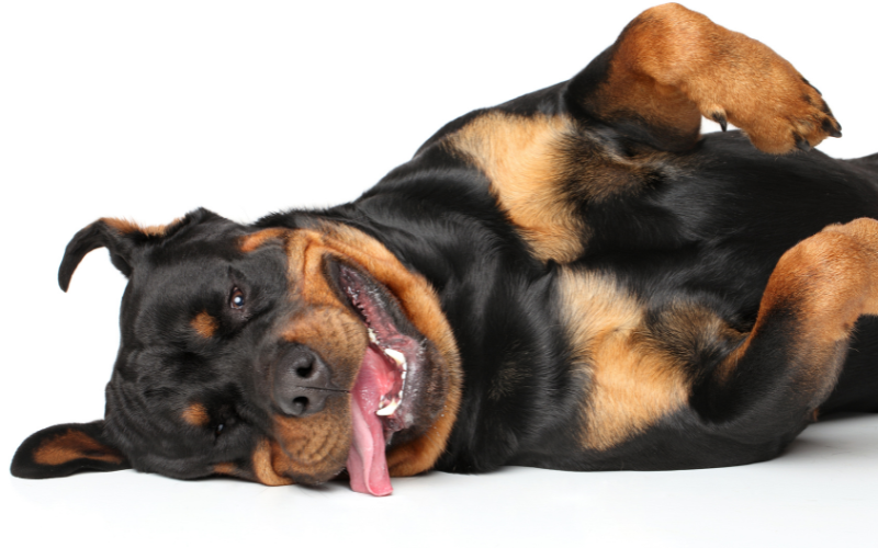 dog rest happy
