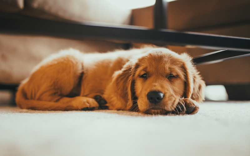 dog resting