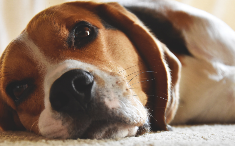dog resting