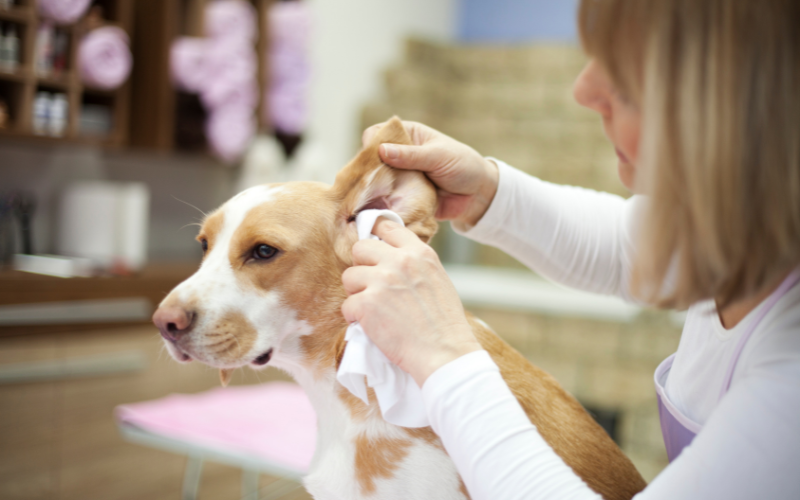 ear care