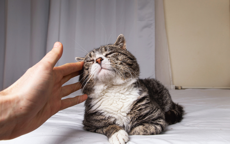 old cat