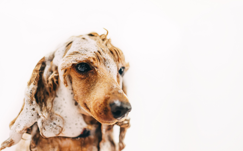 shampoo